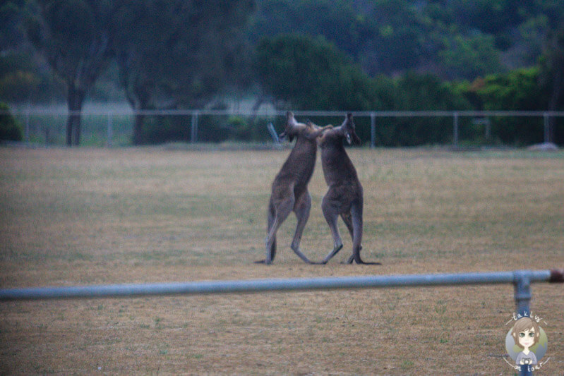 Kängurus kämpfen auf Campingplatz in Australien