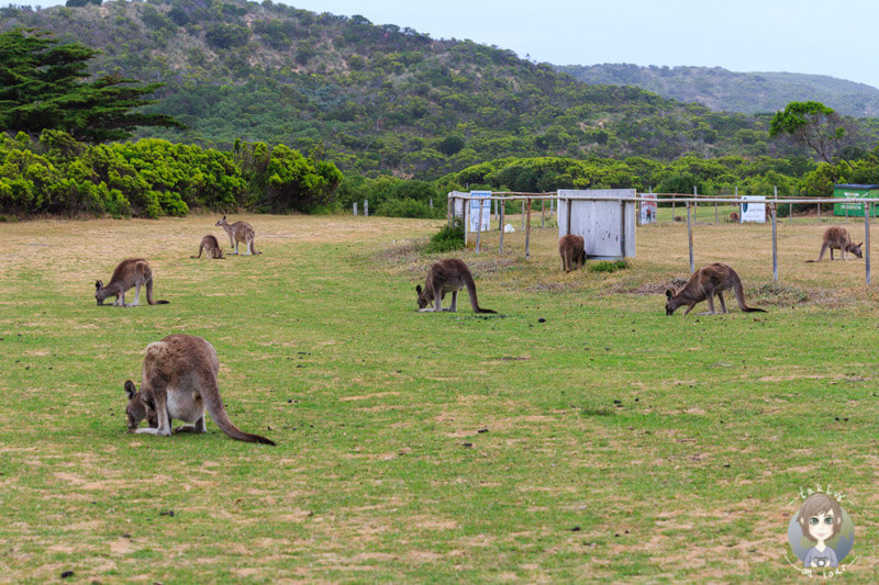 Die Kängurus stehen auf dem gesamten Campingplatz im Princetown Recreation Reserve Australien