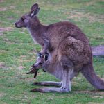 Ein Känguru mit einem Jungen im Beutel