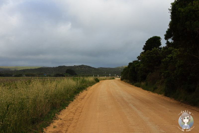 Die Old Coach Road im Princetown Recreation Reserve, Princetown, Australien