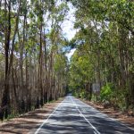 Eukalyptusbäume in Victoria, Australien