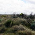Die weite Graslandschaft entlang der Great Ocean Road in Australien