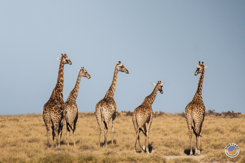 Giraffen trifft man beim Camping in Namibia oefter an.