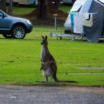 Känguru auf dem Eden Gateway Holiday Park, Eden, New South Wales, Australien