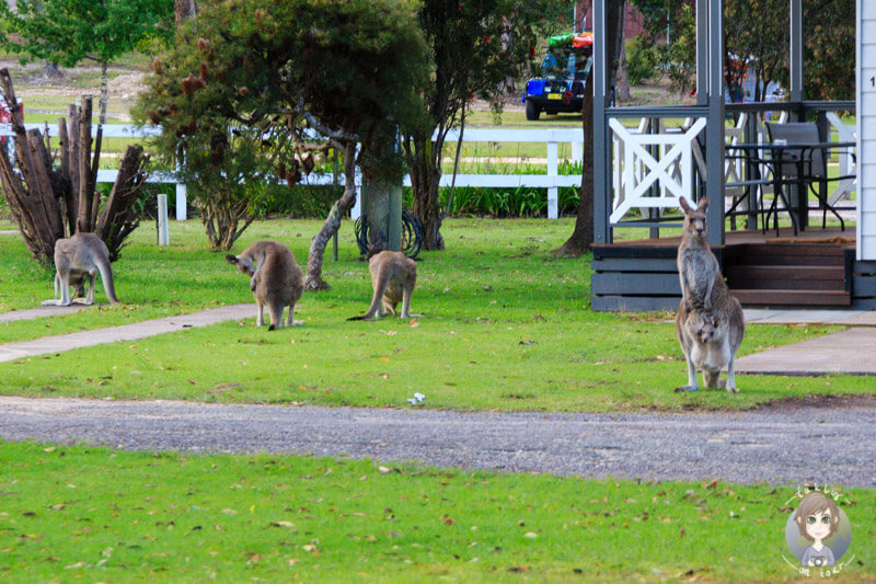 Kängurus auf dem Eden Gateway Holiday Park, Eden, NSW, Australien