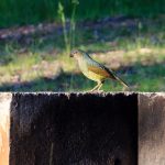 Ein schöner Vogel im Bodalla Forest Park