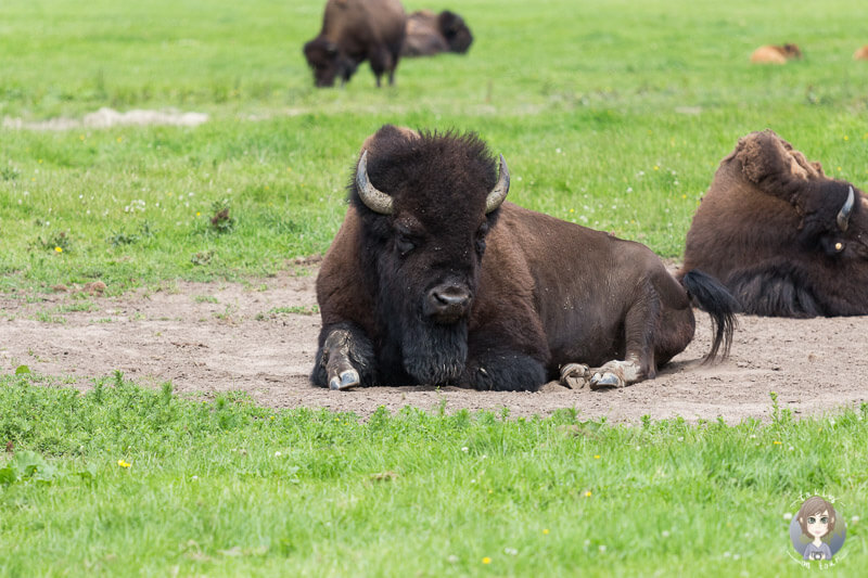 Bisons im Safaripark
