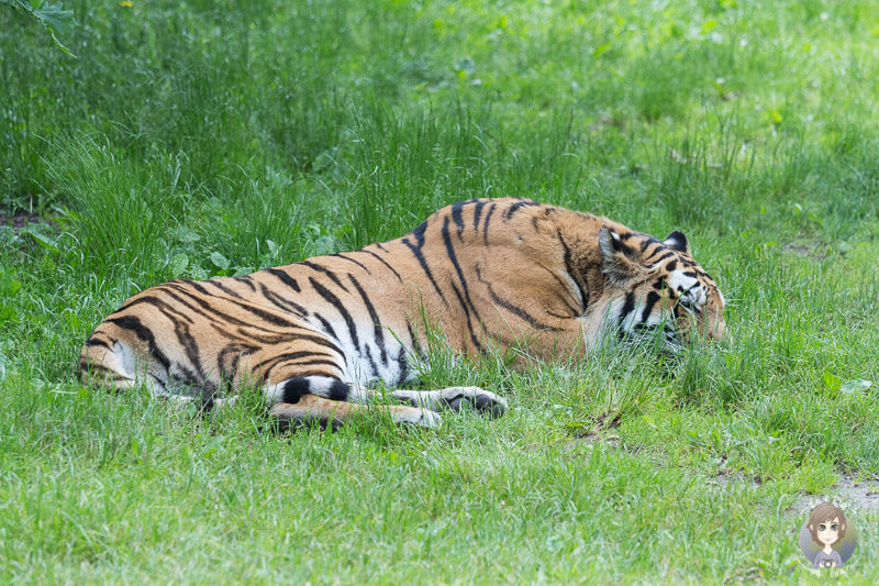 Schlafender Tiger im Knuthenborg Safaripark in Lolland, Daenemark