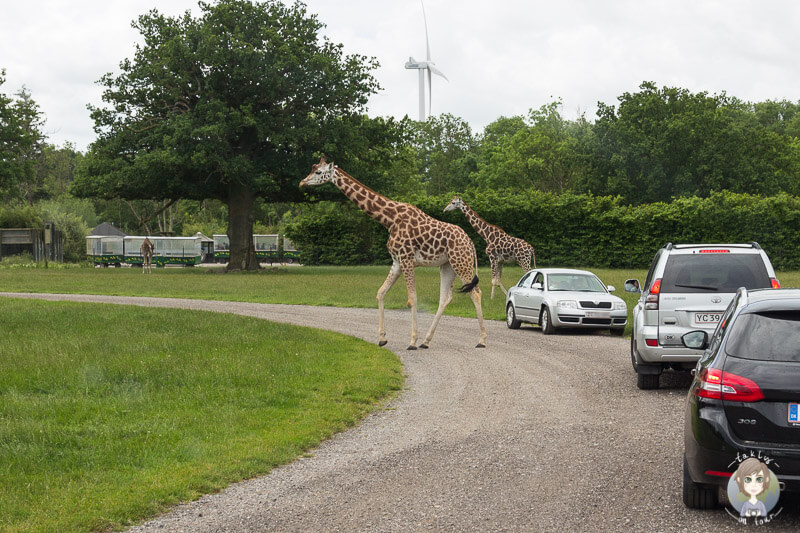 park safari knuthenborg