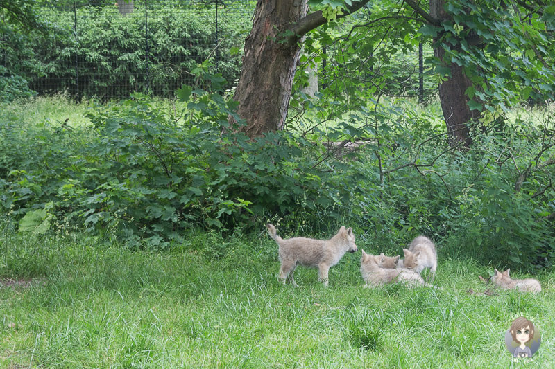Spielende Wölfe im Knuthenborg Park