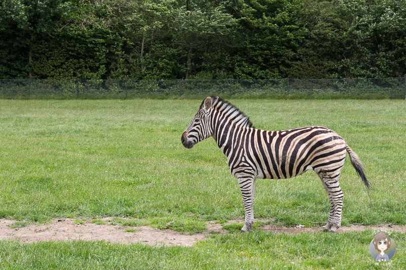 Ein Zebra im Safaripark Knuthenborg, Dänemark