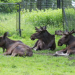 Knuthenlund und Knuthenborg • Tierische Erlebnisse in Lolland