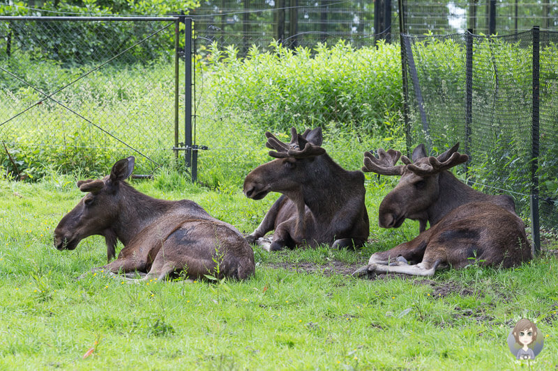 Zu Besuch im Knuthenborg Safaripark in Daenemark