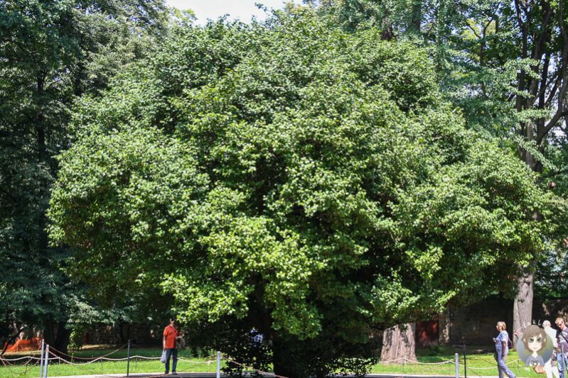 Ein Riesenbaum im Schlosspark Pillnitz