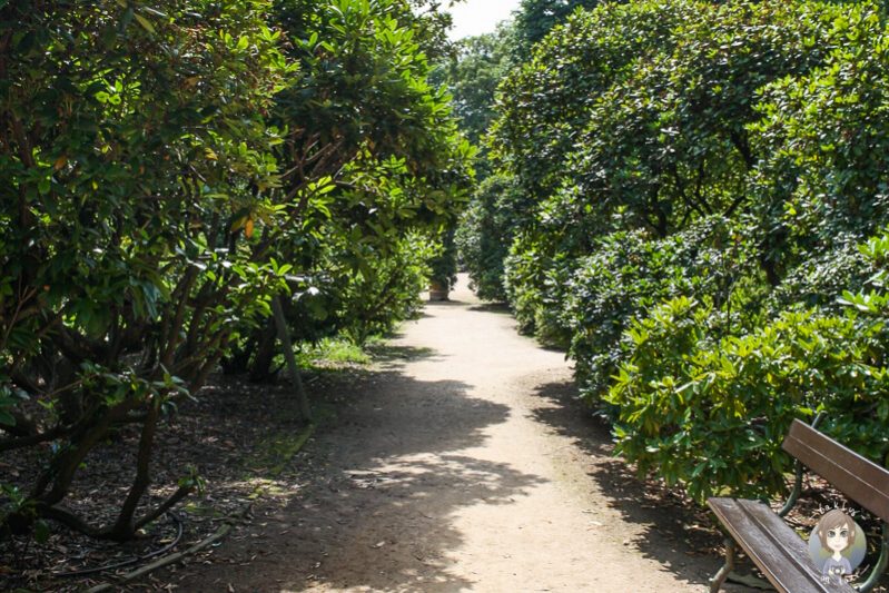 Spaziergang durch den Heckengarten am Schloss Pillnitz