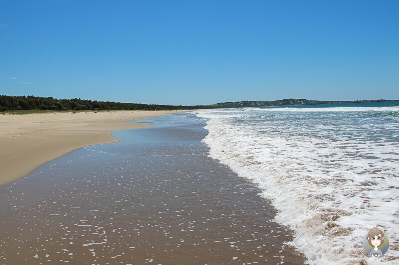 Am Meer im Seven Mile Beach Nationalpark, NSW