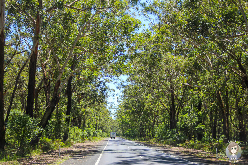 Fahrt durch den Seven Mile Beach National Park, NSW, Australien