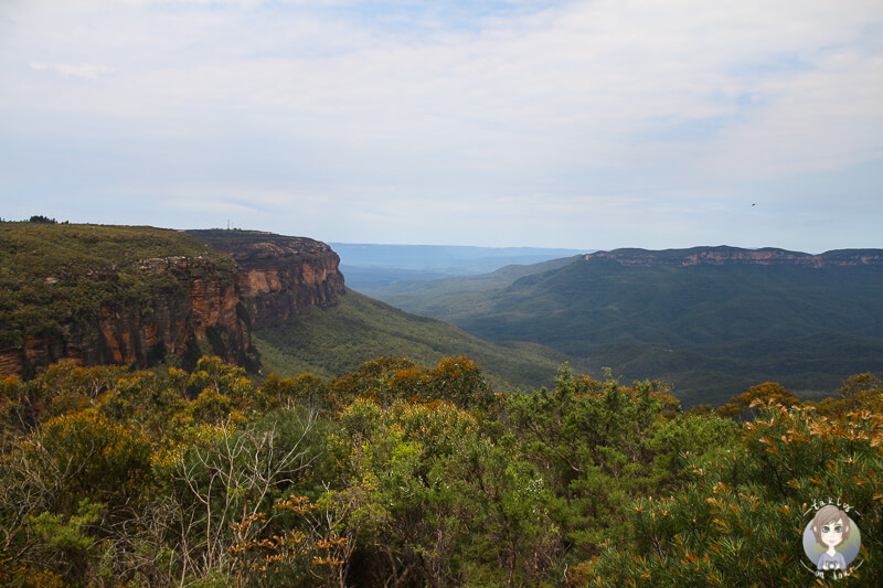 Aussicht vom Jamison Lookout auf ein weites, gruenes Gebirge und Tal