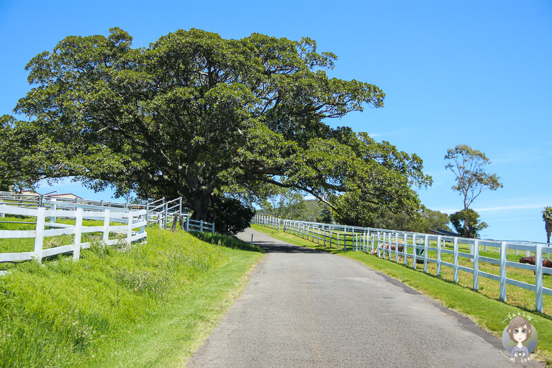 Saddleback Mountain Road, Kiama, NSW