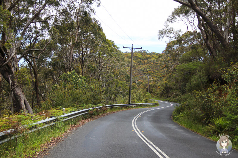 Bewaldete Strecke in das Megalong Valley New South Wales
