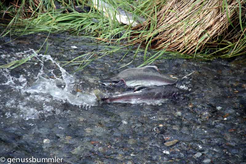 Tiere in Alaska wie hier Lachse sind super zur Tierbeobachtung