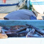 Firscher Fisch auf dem Fischmarkt in Marseille