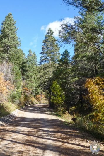 Spazierweg im Lincoln National Forest
