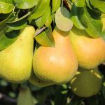 Ein Birnenbaum im Garten eines Hauses in Conegliano Itlaien