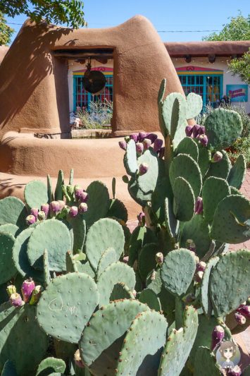 Blick auf einen Kaktus vor eine Brunnen in Albuquerque