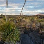 Lava im Valley of Fires New Mexico