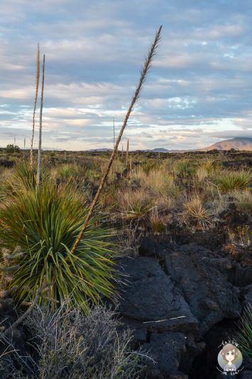 Lava im Valley of Fires New Mexico