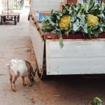 Eine Ziege auf dem Markt in Palermo