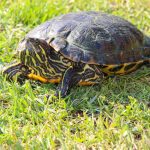 Eine Schildkroete in Italien