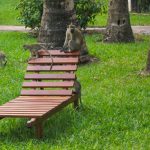 Affen im Hotelgarten in Kenia