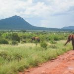 Elefanten im Tsavo West Nationalpark