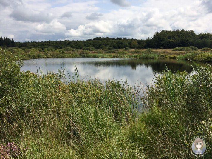 Auf unserer Wanderung Im Naturpark Hohes Venn Eifel