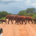 Kenia Safari im Tsavo Nationalpark: Ein Reisebericht mit meinen Erfahrungen