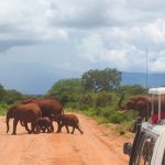 Eine Elefantenherde überquert eine Strasse im Tsavo West auf unserer Kenia Safari