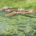 Hippos hautnah erleben auf der Kenia Safari