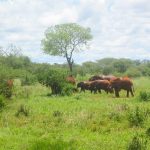 Eine Elefantenherde im Tsavo Nationalpark Kenia