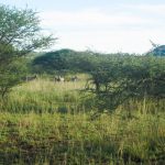 Eine Herde Zebras am Camp in Kenia