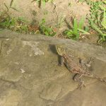 Ein Gekko im Hotelgarten in Kenia