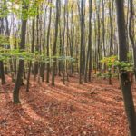 Tolle Herbstfarben auf der Wanderung über den Wilden Weg