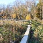 Über einen Holzsteg durch die Natur des Eifel Nationalparks