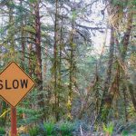 Rainforest im Ecola State Park in Oregon Foto: ©Mandy Decker