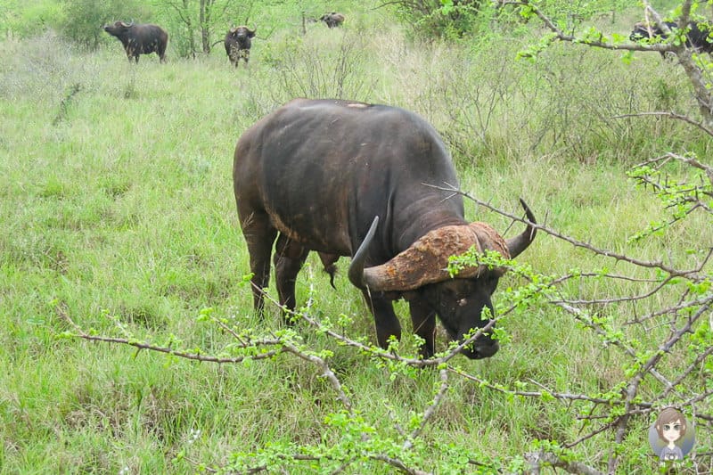 Ein Büffel auf unserer Kenia Safari im Tsavo West Nationalpark