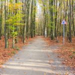 Der Barrierefreie Wanderweg durch den Wald vom Wilden Kermeter in der Eifel
