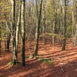 Blick in den Wald auf dem Erlebnispfad Wilder Weg Eifel