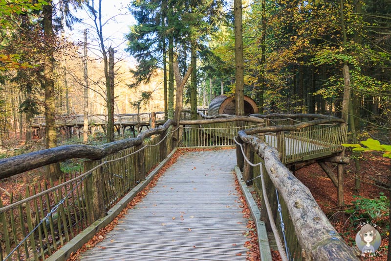Blick auf den Holzsteg vom Wilden Weg am Wilden Kermeter im Nationalpark Eifel