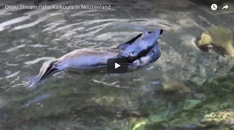Youtube Video Seals am Ohau Stream in Neuseeland